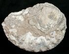 Liparoceras Ammonite - Very D #10711-1
